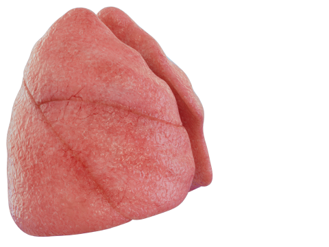 Healthy Lungs 3D 모델