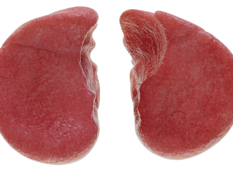 Healthy Lungs 3D Model