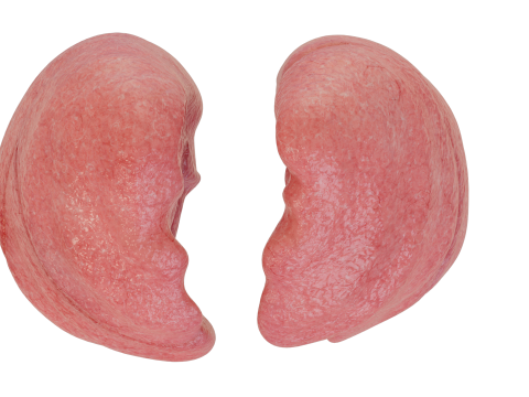 Healthy Lungs 3D 모델