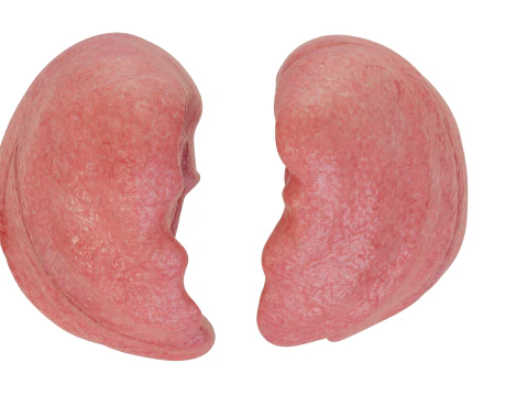 Healthy Lungs 3D Model