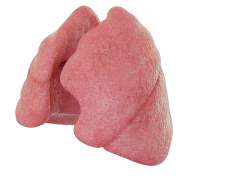 Healthy Lungs 3D Model