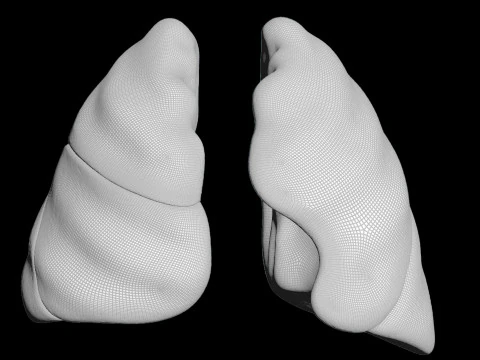 Healthy Lungs 3D Model
