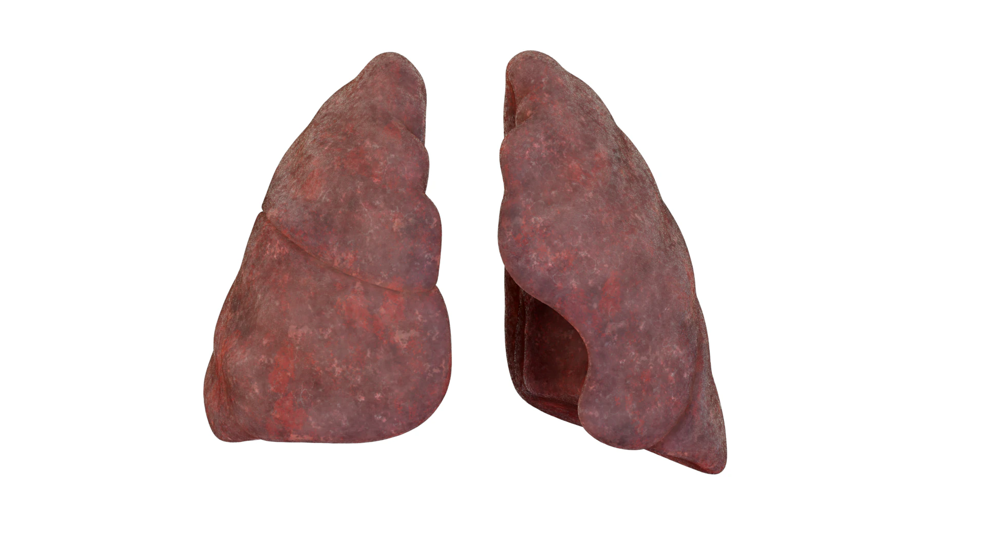 Smoker Human Lungs 3D Model .c4d .max .obj .3ds .fbx .stl .blend