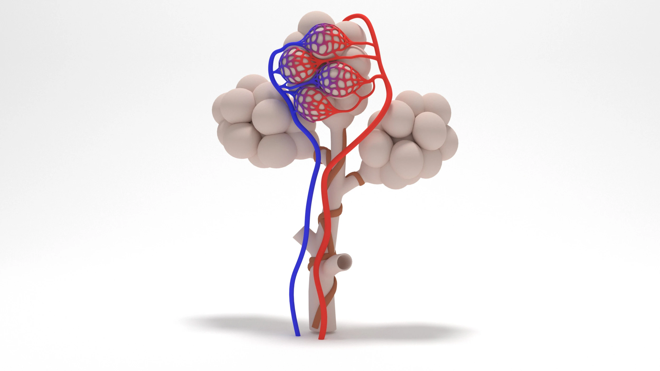 人間の肺の肺胞 3Dモデル .c4d .max .obj .3ds .fbx .stl .blend 