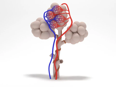 人間の肺の肺胞 3Dモデル