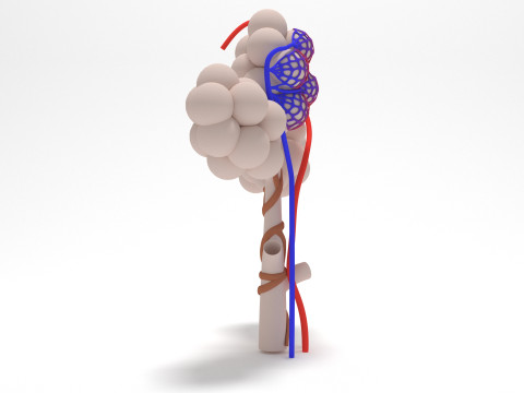 Alveoli of Human Lung 3Dモデル