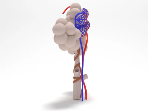 人間の肺の肺胞 3Dモデル