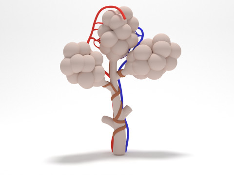 Alveoli of Human Lung 3Dモデル