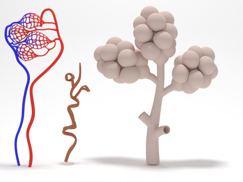 Alveoli of Human Lung 3Dモデル