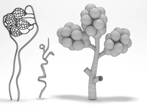 人間の肺の肺胞 3Dモデル