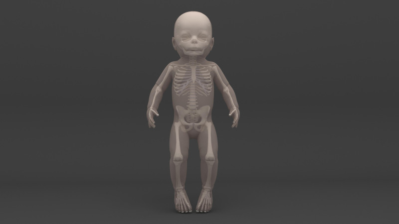 Infant - Baby and Full Skeleton 3D Model .c4d .max .obj .3ds .fbx .stl .blend