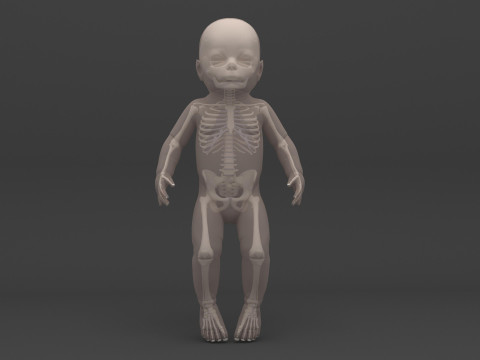 Infant - Baby and Full Skeleton 3Dモデル