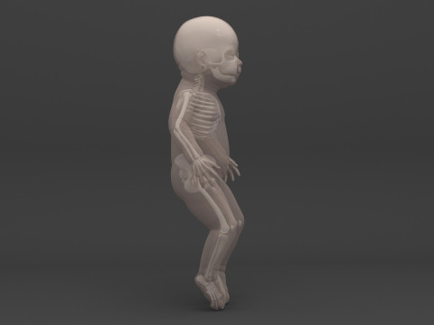 Infant - Baby and Full Skeleton 3Dモデル