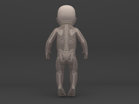 Infant - Baby and Full Skeleton 3Dモデル