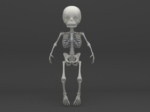 Infant - Baby and Full Skeleton 3Dモデル
