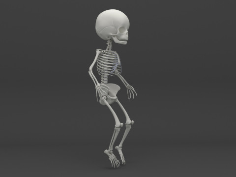 Infant - Baby and Full Skeleton 3Dモデル