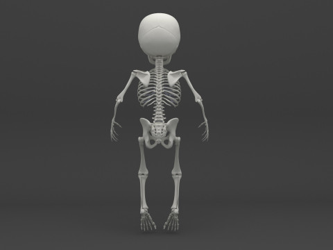 Infant - Baby and Full Skeleton 3Dモデル