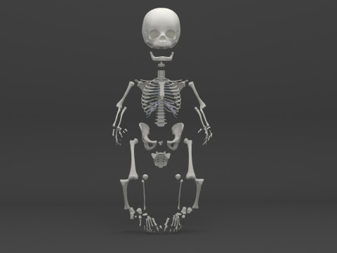 Infant - Baby and Full Skeleton 3Dモデル