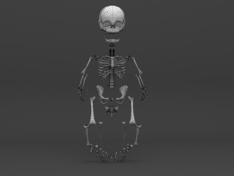 Infant - Baby and Full Skeleton 3Dモデル