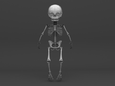 Infant - Baby and Full Skeleton 3Dモデル