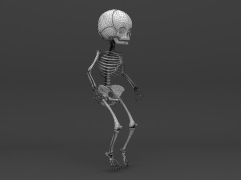 Infant - Baby and Full Skeleton 3Dモデル