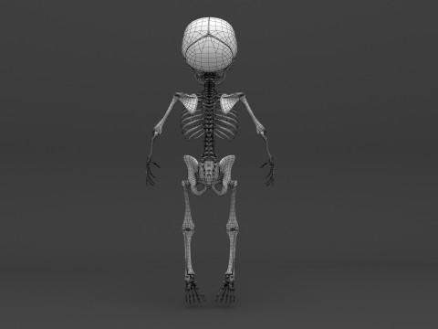 Infant - Baby and Full Skeleton 3Dモデル
