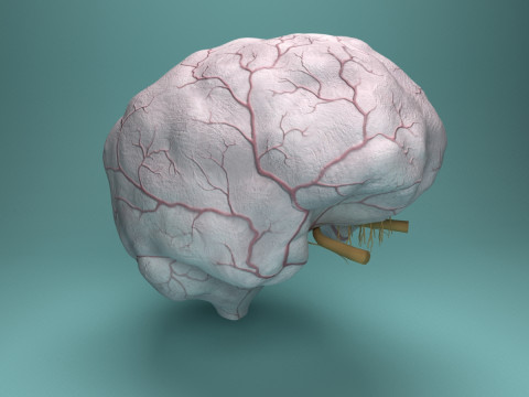 Human Brain System Realistic 3D Anatomy for Medical Purpose Model 3D