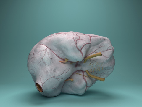 Human Brain System Realistic 3D Anatomy for Medical Purpose Model 3D