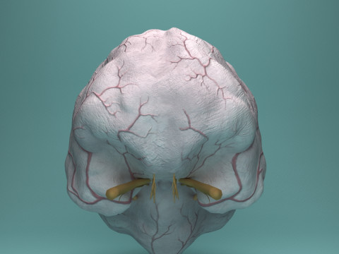 Human Brain System Realistic 3D Anatomy for Medical Purpose Model 3D
