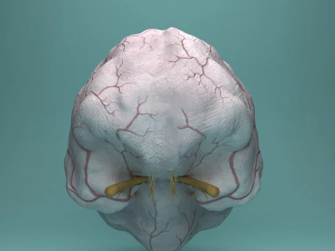 Human Brain System Realistic 3D Anatomy for Medical Purpose 3D Model