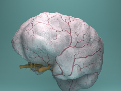 Human Brain System Realistic 3D Anatomy for Medical Purpose Model 3D