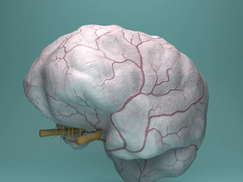 Human Brain System Realistic 3D Anatomy for Medical Purpose 3D Model