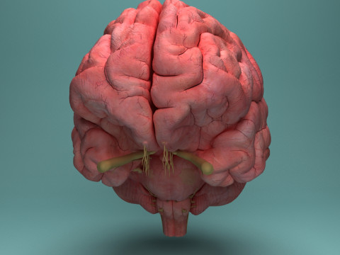 Human Brain System Realistic 3D Anatomy for Medical Purpose Model 3D