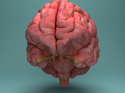 Human Brain System Realistic 3D Anatomy for Medical Purpose 3D Model