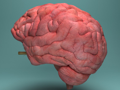 Human Brain System Realistic 3D Anatomy for Medical Purpose Model 3D