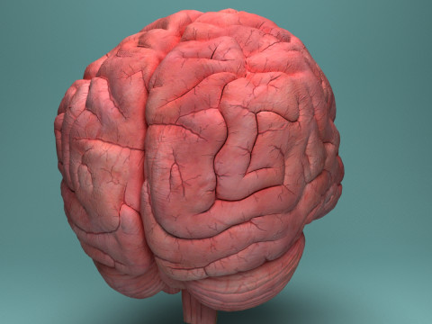 Human Brain System Realistic 3D Anatomy for Medical Purpose Model 3D