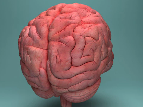 Human Brain System Realistic 3D Anatomy for Medical Purpose 3D Model