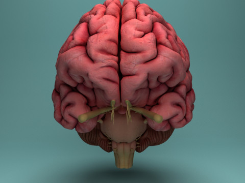 Human Brain System Realistic 3D Anatomy for Medical Purpose Model 3D