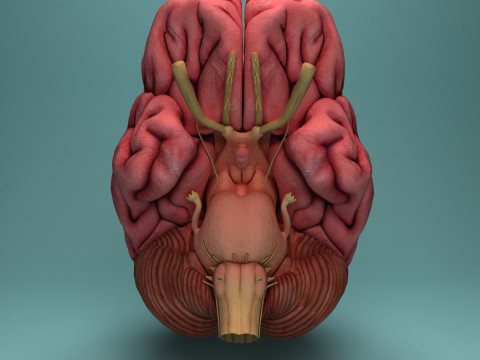 Human Brain System Realistic 3D Anatomy for Medical Purpose Model 3D