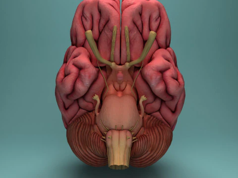 Human Brain System Realistic 3D Anatomy for Medical Purpose 3D Model