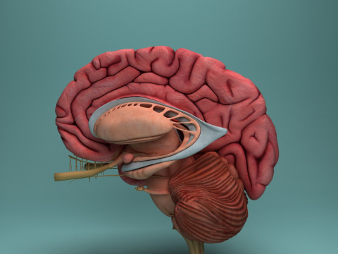 Human Brain System Realistic 3D Anatomy for Medical Purpose Model 3D