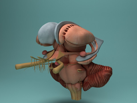 Human Brain System Realistic 3D Anatomy for Medical Purpose Model 3D