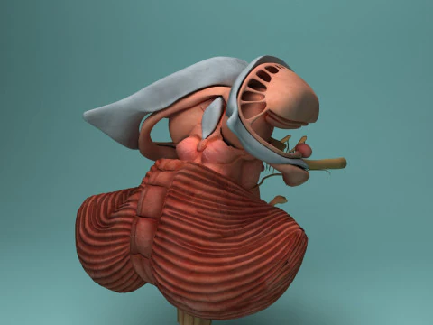 Human Brain System Realistic 3D Anatomy for Medical Purpose 3D Model