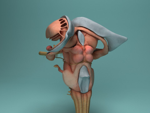 Human Brain System Realistic 3D Anatomy for Medical Purpose Model 3D