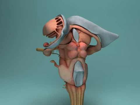 Human Brain System Realistic 3D Anatomy for Medical Purpose 3D Model