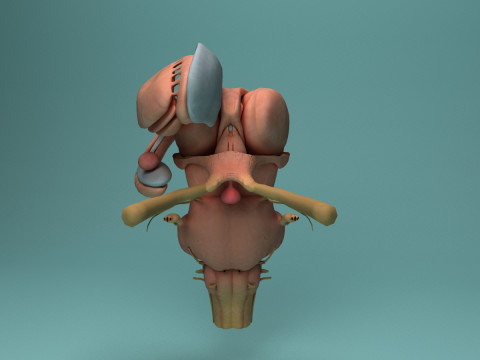 Human Brain System Realistic 3D Anatomy for Medical Purpose Model 3D