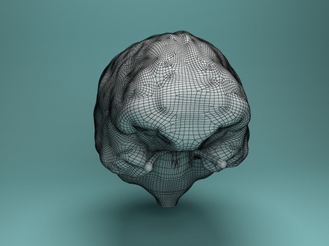Human Brain System Realistic 3D Anatomy for Medical Purpose Model 3D