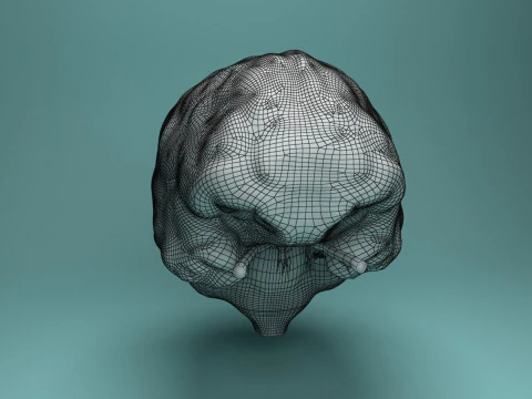 Human Brain System Realistic 3D Anatomy for Medical Purpose 3D Model