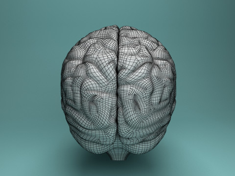 Human Brain System Realistic 3D Anatomy for Medical Purpose Model 3D
