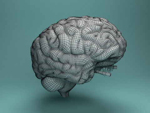 Human Brain System Realistic 3D Anatomy for Medical Purpose Model 3D